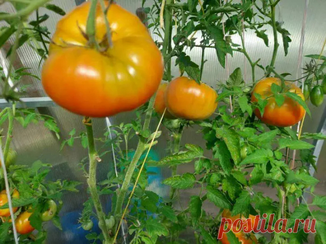 Ваши томаты спасет копеечное средство из аптечки: для опрыскивания и корневых подкормок. Зачем помидорам может понадобиться эта "медицинская помощь" и как ее правильно использовать, чтобы не навредить.