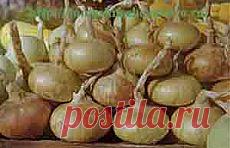 Выращивание лук репки из севка | Пчеловодство и растениеводство