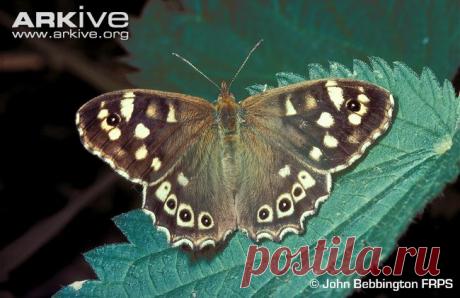 arkive animals - Поиск в Google