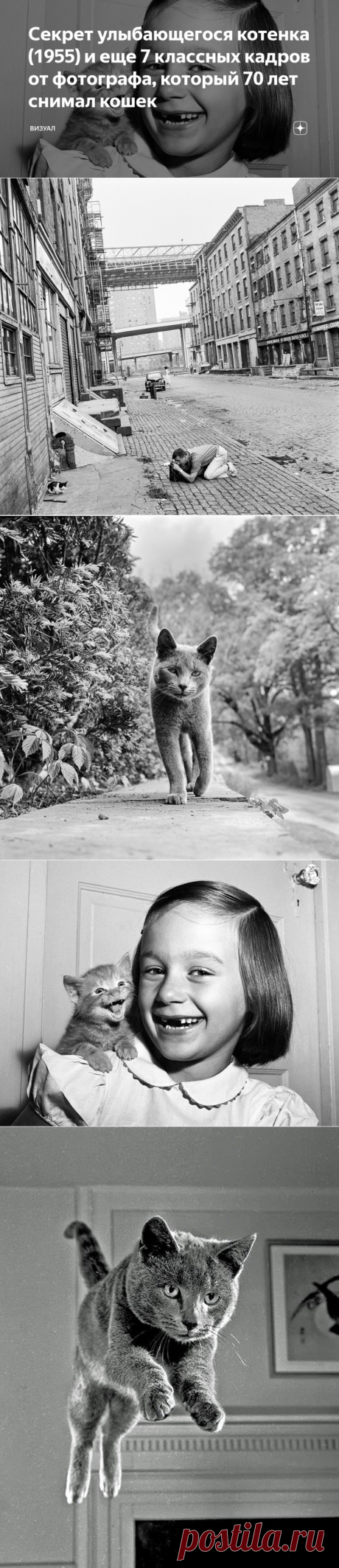 Секрет улыбающегося котенка (1955) и еще 7 классных кадров от фотографа, который 70 лет снимал кошек | Визуал | Яндекс Дзен