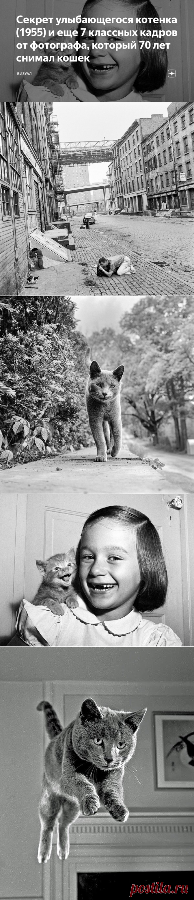 Секрет улыбающегося котенка (1955) и еще 7 классных кадров от фотографа, который 70 лет снимал кошек | Визуал | Яндекс Дзен