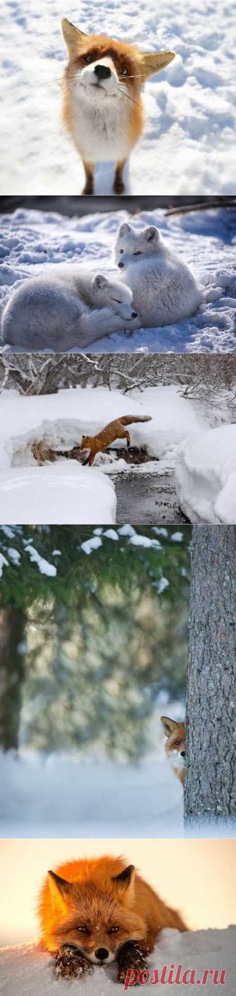 Зимние лисы