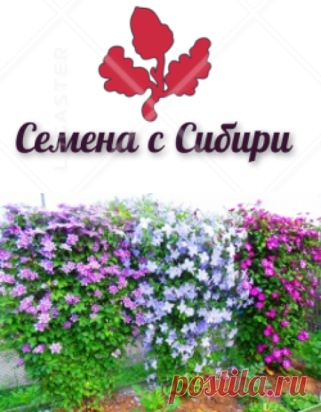 Клематисы Весна 2019