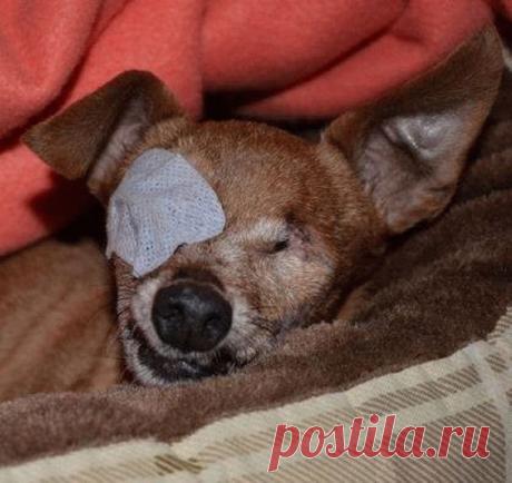 Её спасли, забрав из питомника, но путь реабилитации был очень долог