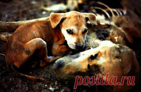 Чудовищные примеры жестокого обращения с животными