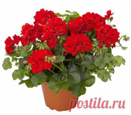 Волшебница Герань