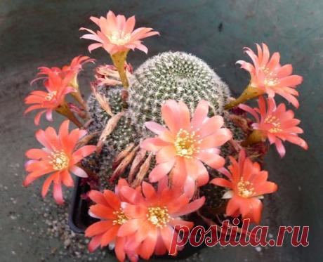 Rebutia cv. Anabel / Aylostera cv. Anabel | Pinterest • Всемирный каталог идей