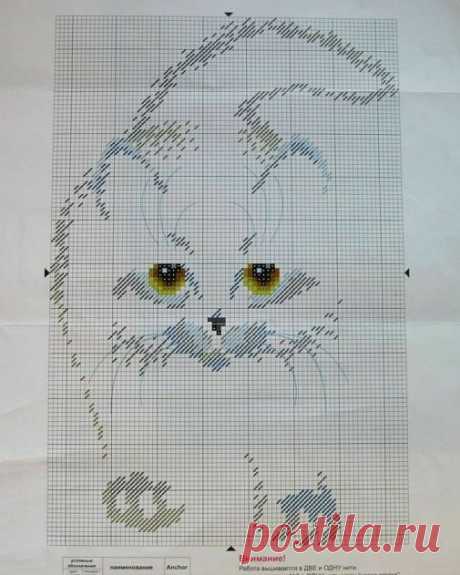 Кот