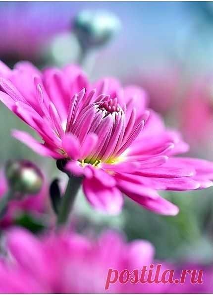 Я люблю ✿ ЦВЕТЫ ✿ | I ♥ Flowers