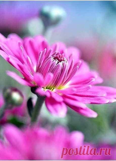 Я люблю ✿ ЦВЕТЫ ✿ | I ♥ Flowers