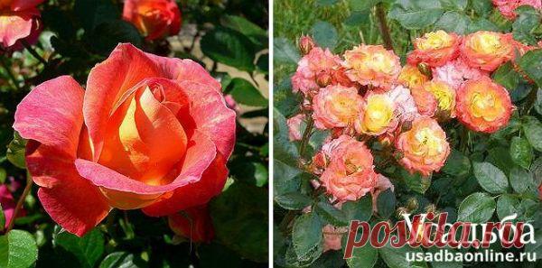 Двухцветные розы: 8 самых красивых сортов — Дачные дела