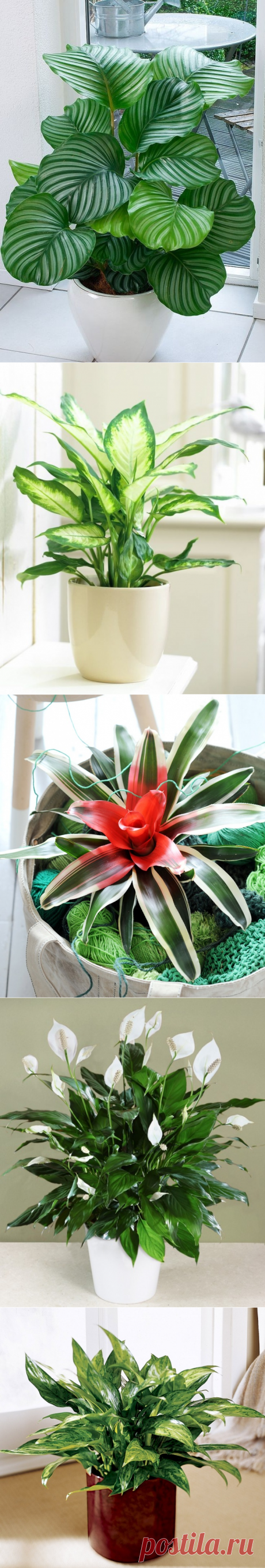 12 домашних растений, которые могут выжить даже в самом темном углу