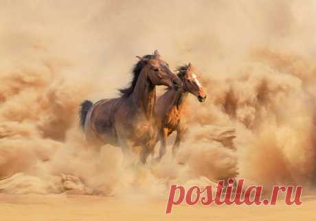 30 идеальных фотографий лошадей – грация, краса и сила