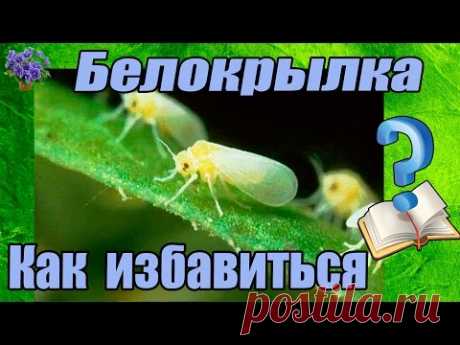 Вредитель комнатных растений белокрылка. Методы борьбы в домашних условиях!