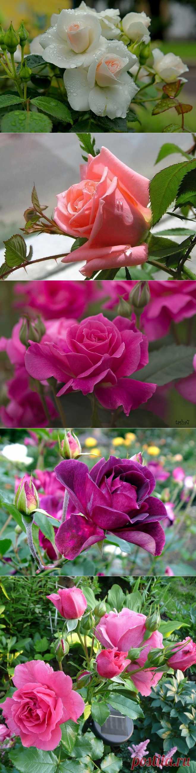 Розы для Вас:))).