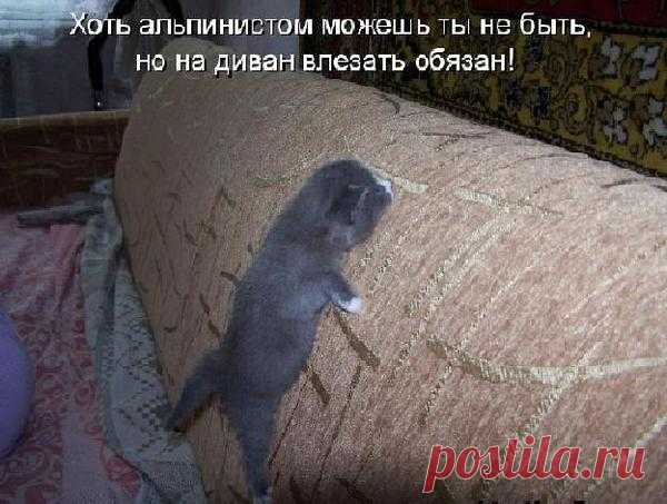 Котоматрицы великолепные, каждая с доброй улыбкой!!!