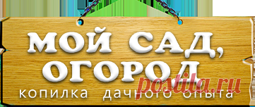 Как правильно замачивать и проращивать семена?. Мой сад, огород. Копилка дачного опыта.