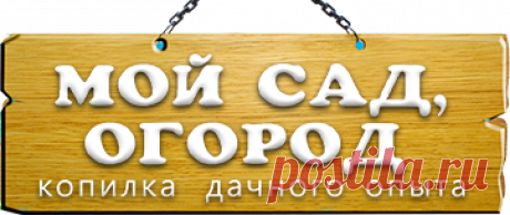 Как правильно замачивать и проращивать семена?. Мой сад, огород. Копилка дачного опыта.
