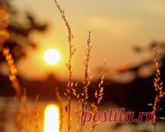 Будто скатерть, вышит август: Георгином, васильком, Лён его украшен, астрой, И цикория цветком.