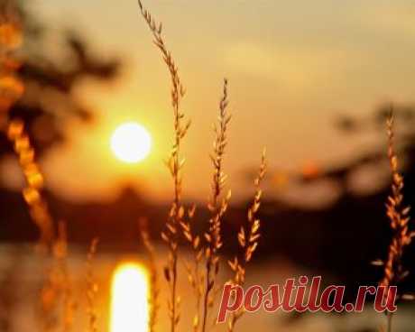 Будто скатерть, вышит август: Георгином, васильком, Лён его украшен, астрой, И цикория цветком.