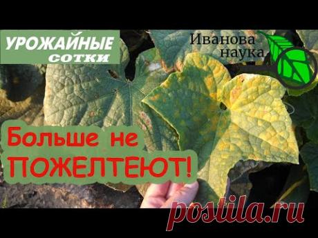 Больше листья не будут желтеть! Пероноспороз уйдет и не вернется! 6 шагов к большому урожаю!