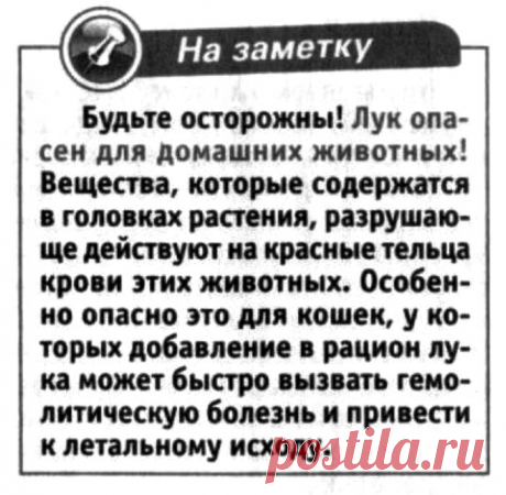 Лук опасен для домашних животных (особенно кошек)