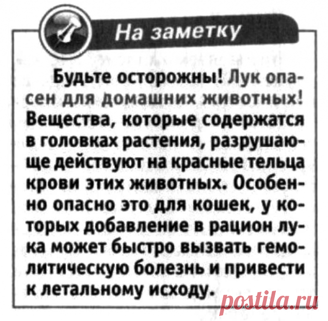 Лук опасен для домашних животных (особенно кошек)