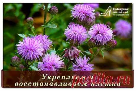 Эффективно укрепляем и восстанавливаем клетки печени