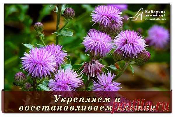 Эффективно укрепляем и восстанавливаем клетки печени