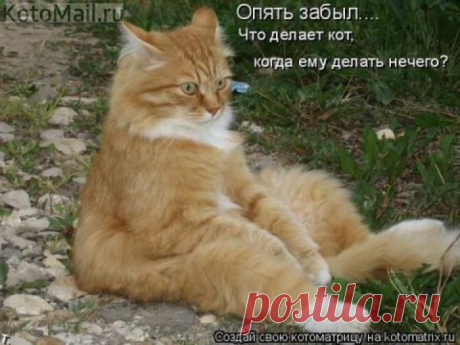 Хватит спать! | KotoMail.ru