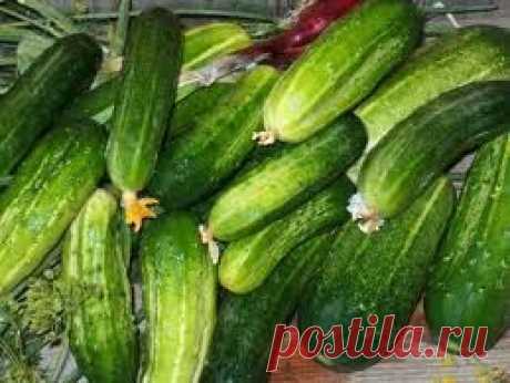 Вкусные огурчики по-красносельски