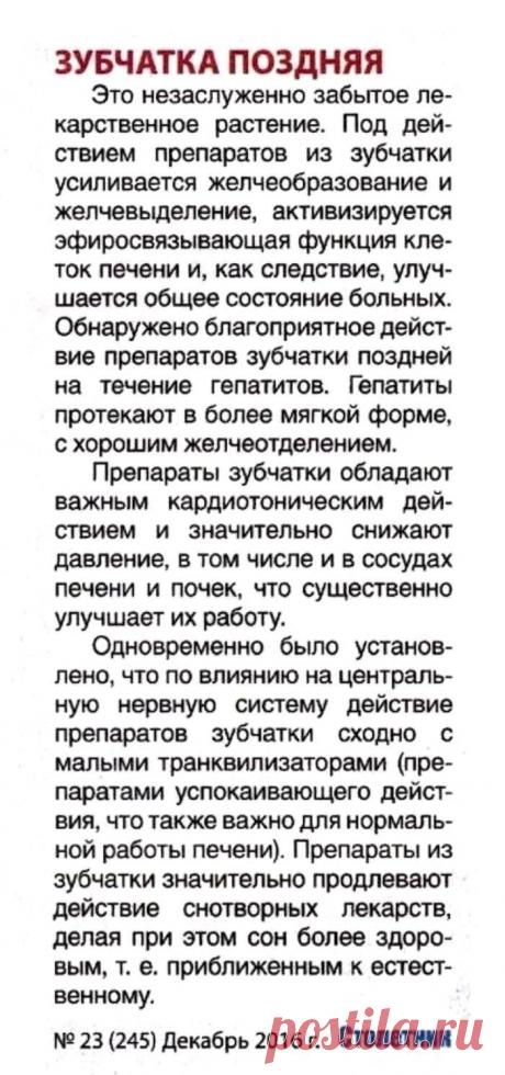 Зубчатка поздняя