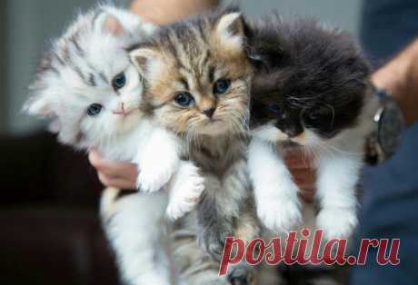 Котейшество