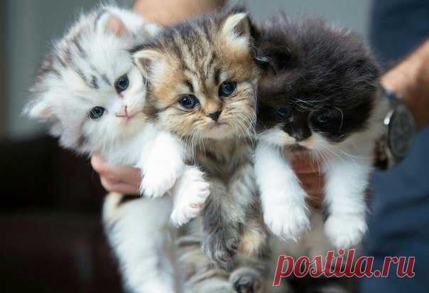 Котейшество