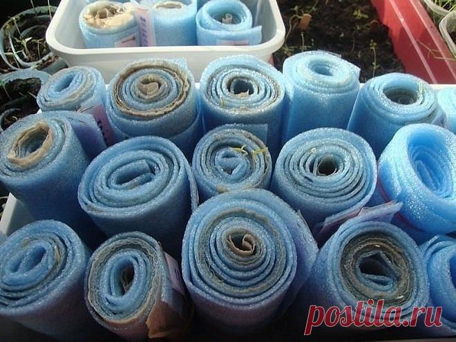 Как посадить рассаду в улитки и пеленки - пошаговая инструкция echo adrotate_group(2, 0, 0, 0); Каждую весну поклонники сельского хозяйства загромождают свои квартиры ящиками с рассадой. Они занимают подоконники, стеллажи и все доступные горизонтальные поверхности, требуют бесконечного полива и часто, с помощью детей и домашних животных, оказываются на полу. Сторонники современного способа посадки семян в улитках решили большинство этих проблем, но приобрели взамен парочку других. …