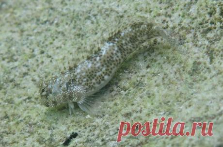 Собачковидные рыбы, вероятно, являются живым примером эволюции. Биологи уже наблюдают, как этот вид морских жителей постепенно перебирается на сушу, подобно своим предкам, совершившим этот подвиг около 400 млн лет назад