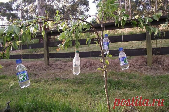 Чтобы увеличить урожай, вешаем бутылки с водой на плодовые деревья