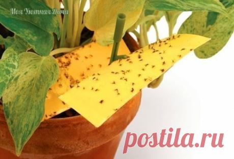 КАК ИЗБАВИТЬ ОТ МОШЕК

Мелкие мошки, которые появляются в цветочных горшках, не только досаждают, разлетаясь по всему дому, но и вредят цветам. Избавиться от мошек помогут обычные спички!
Больше интересного: vk.com/my_dacha
Надо воткнуть по 1 спичке через каждые 5 см вдоль края горшка. Потом цветы полить. Серу, которой смазаны головки спичек, мошки не выносят и погибают. Но так как ее количество не велико, то самим растениям сера не повредит.

Через неделю спички надо заме...