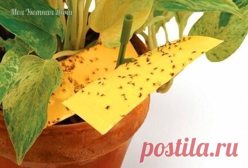 КАК ИЗБАВИТЬ ОТ МОШЕК

Мелкие мошки, которые появляются в цветочных горшках, не только досаждают, разлетаясь по всему дому, но и вредят цветам. Избавиться от мошек помогут обычные спички!
Больше интересного: vk.com/my_dacha
Надо воткнуть по 1 спичке через каждые 5 см вдоль края горшка. Потом цветы полить. Серу, которой смазаны головки спичек, мошки не выносят и погибают. Но так как ее количество не велико, то самим растениям сера не повредит.

Через неделю спички надо заме...