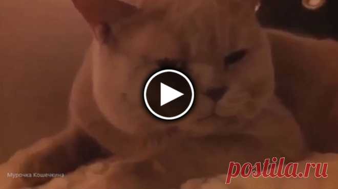 Мама-кошка снимает котенка с дерева