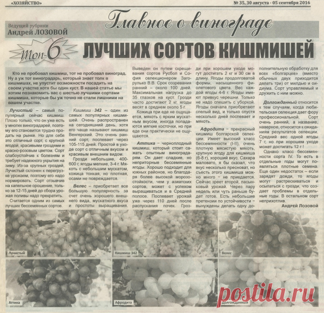6 лучших сортов кишмишей