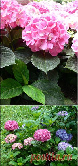 Гортензия (Гидрангея), (Hydrangea). Описание, виды и уход за гортензией | Флористика на "Добро ЕСТЬ!"