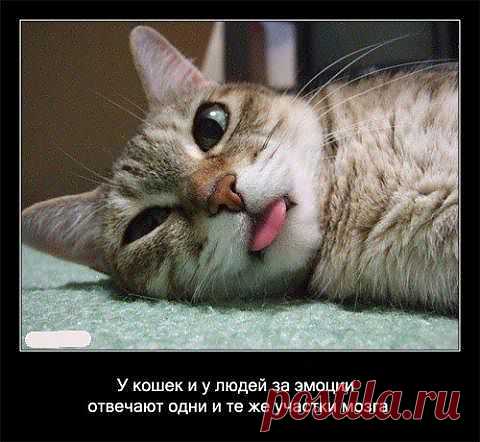 ...вот так вот!!! а вы удивляетесь -  за чтО вы нас так любите?!..