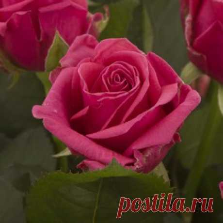 Розы без шипов.: Группа Цветы и флористика