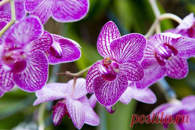 Meet the NYC man nursing black-market orchids back to life | New York Post