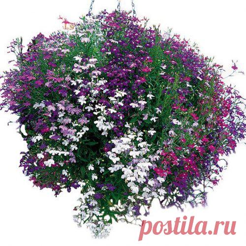 Ампельная лобелия. Однолетник для Ленивого сада.