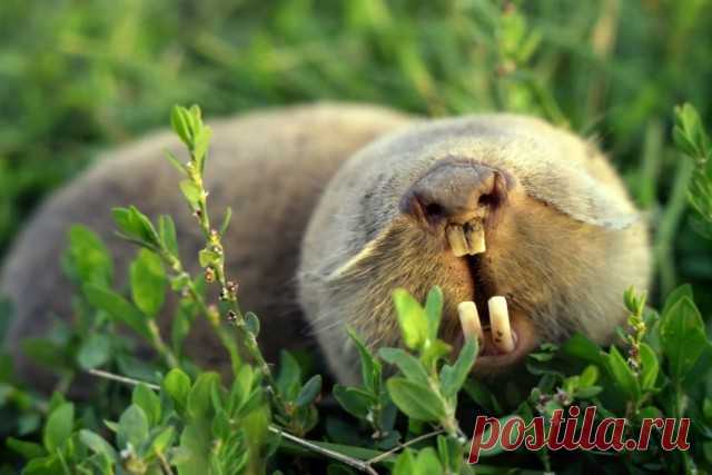 Слепыш — загадочный вредитель