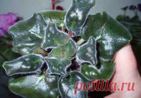 4 причины почему у фиалки скручиваются листья
Очень часто, комнатные фиалки проявляют себя подозрительно, не с того не с сего у растения начинают скручиваться листочки. Что делать в этом случае и является ли такое внешнее проявление симптомом болезни цветка? Всему есть свои причины и совсем не трудно их понять.
Сортов фиалок очень много и у некоторых их них есть физиологические особенности, которые предполагают легкое закручивание листиков. Но если сорт фиалки не предполагает такой особенности