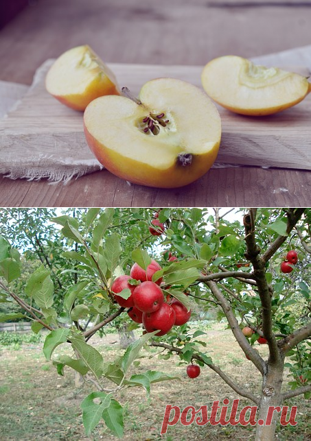 Как из семечки вырастить яблоню | Дачный _ круг