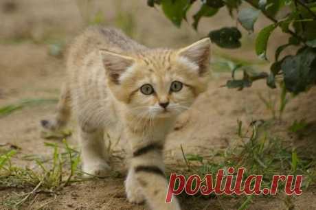 Умилительные зверята - Вдохновение / Surfingbird - мы делаем интернет лучше